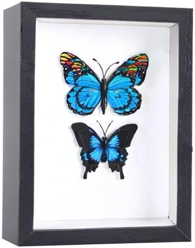 Miniatura 7 de Caja expositora negra de 8 x 10 pulgadas para fotos, flores, ramos de boda, premios, insectos y recuerdos