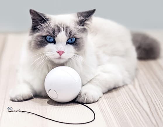 Jouet pour chat balle connectée pour stimuler votre animal pendant votre absence