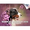 2024 2025 Bernese Mountain Dog Calendar Dog Breed Monthly Wall Calendar 12 x 18 Open Thick No Bleed Paper Giftable Academic Teachers Planner Calendar Organizing Planning Made in USA