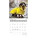 Willow Creek Press, Dachshund Rules 2026 Mini Wall Calendar, 7'' X 7'', 18-Month Calendar with Stapled Binding