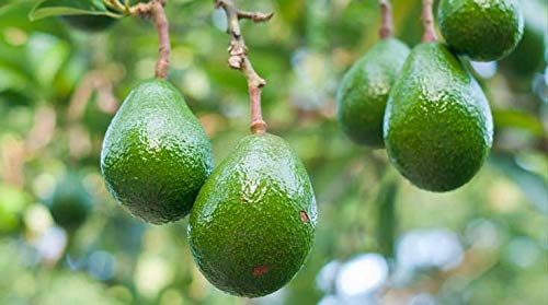 Indigo Herbs Bio Avocado Poeder 100g | Organic Avocado Powder - Afbeelding 5