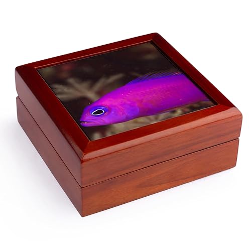 3dRose Purple Dottyback fish, Banda Sea, Indonesia-AS11 SWS0519 - Stuart Westmorland, Jewelry Box...