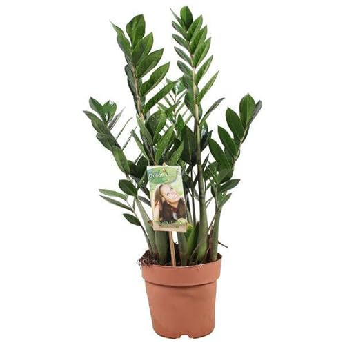 Zamioculcas Zamiiifolia - Pianta portafortuna - Ø 17 cm - 70 cm