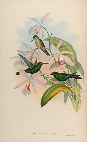 Impression sur toile Heliodoxa Jacula John Gould - Peinture modern d'art animalier 60x90