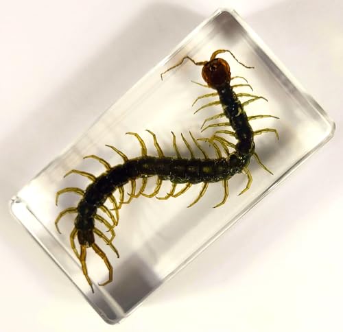 Image of 2.9 inch Real Black Centipede in Crystal Clear Lucite Resin Crafts Specimen Preserved Various Animal Insect Bug Taxidermy Collection for Biology Science Education & Desk Ornament Display Supplies