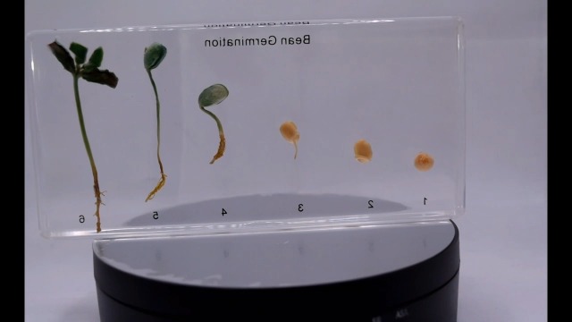 Image of Bean Germination in 6.3 inch Crystal Clear Lucite Resin Paperweight Block Botanist Herb Crafts Collection for Botany Science Education & Desk Ornament Display Decor Specimen