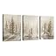 Misty Sunshine Pine Forest