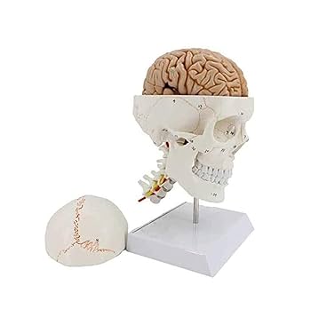 頭蓋骨と頚椎脳の模型 スタンド付き約22cm Amazon.co.jp: 頭蓋骨模型，可動型の頚椎付き - 頭蓋，頚椎付，4
