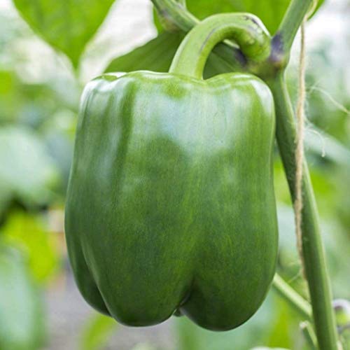 Capsicum Californian Wonder 15+ Seeds Green RED Spring Pepper Vegetable Garden