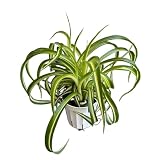 Bonnie Curly Spider Plant, Variegated Curly Leaves, Pet-Friendly, Air Purifying, Easy to Care and Grow Attractive Plant in 4 inch Pot - Hopewind Plants Shop