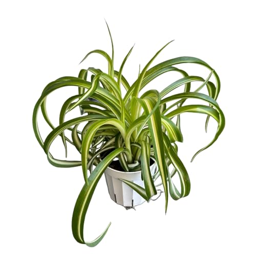 Bonnie Curly Spider Plant, Variegated Curly Leaves, Easy to Care