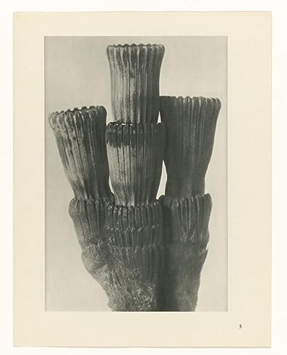 Impression d'affiches affiche toile botanique Karl Blossfeldt portrait decoracion mural