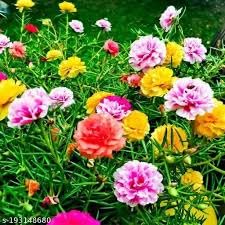 The Royal Crafty 9 O clock/Table Rose of Double Mixed colour Portulaca Flower Live Plants in Nursary grow bags (B0CYGWCZR7) Amazon Price History, Amazon Price Tracker
