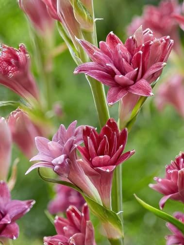 Rajanigandha Tuberose Double Petal Flowering Bulbs for Fragrant Indoor Home Decor and Night Bloom Gardening (pack of 2 Dark Pink) (B0CP92T9NN) Amazon Price History, Amazon Price Tracker