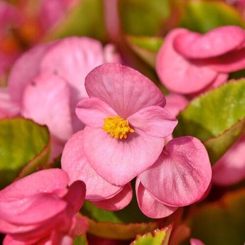100pcs Pink Begonia Flower Seeds