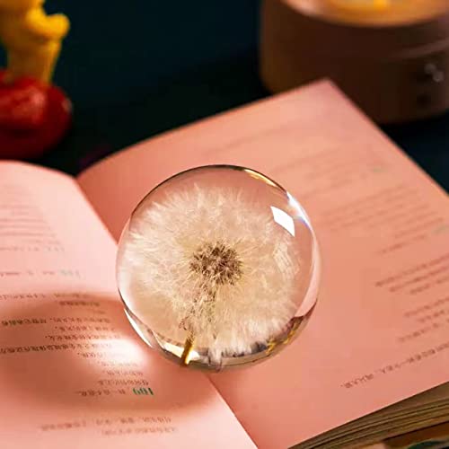 Deshintke Real Dandelion Specimen Ball Paperweight Desktop Decor Decoration (Small) #TOP3