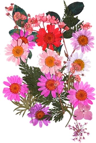 Flores secas para manualidades DIY y decoración miniatura 4