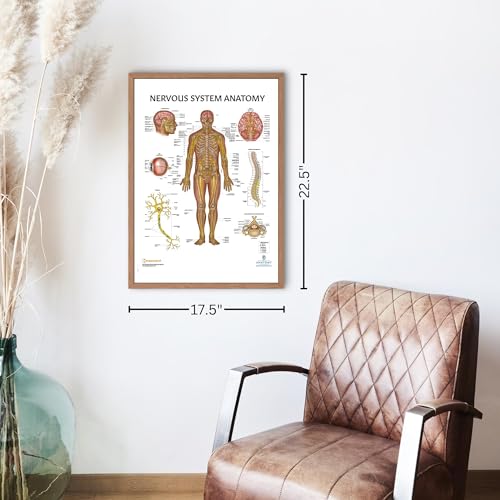 Image of 2 PACK Nervous and Spinal Nerves Anatomy Poster Set, LAMINATED, Anatomy and Physiology Poster, 17.3 x 22.5 Inches, Nervous System Diagram, Human Anatomical Chart, Body Poster | 2 PACK LAMINATED 17.3 x 22.5 Inches, Nervous System Diagram, Human Anatomical Chart