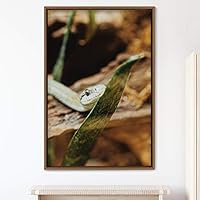 Framed Canvas Wall Art Snake Contemporary Dramatic Hallway Multicolor Photography Reptiles Snakes - 16x24 inches