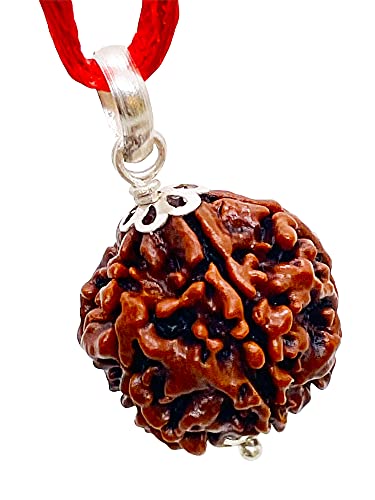 Image of Siddha 5 / Five Mukhi Pure Rudraksha, Laboratory Certified.