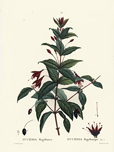 Cuadro de Colibrí Fucsia para Salón Pintura de Redouté Decoración Clásica 60x90