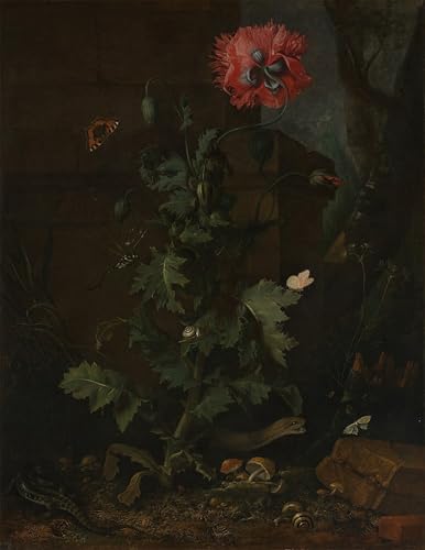 Art posters coquelicots et reptiles d'Otto Marseus Van Schrieck haut de gamme