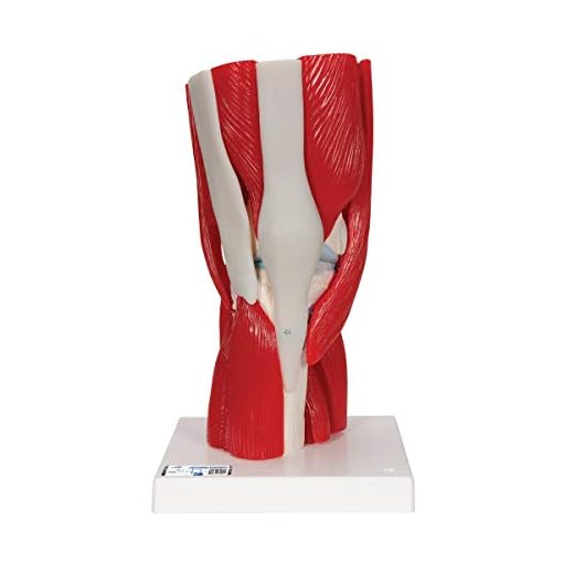 3B Scientific® Modelo de Articulación de Rodilla Humana – Anatomía de 12 Partes a Tamaño Real con Músculos, Ligamentos y Estructuras Óseas Desmontables + Smart Anatomy App (Garantía de 5 Años)