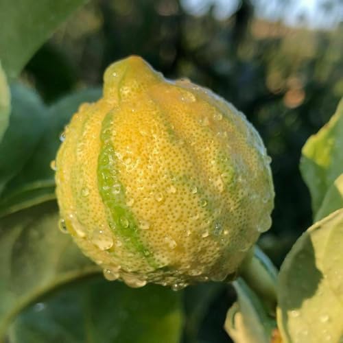 Live Plant - Pink Variegated Eureka Lemon Tree - Semi-Dwarf - 18-24' Tall - Live Citrus Plant