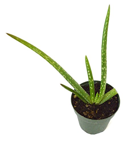 9GreenBox - Aloe Vera 9GreenBox - Aloe Vera