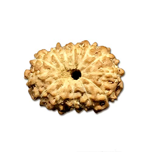 Rudraksha indonésien 13 Mukhi très petit 8mm pour bijoux discrets