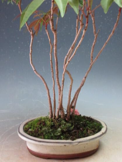 盆栽鉢 長方 青 寄せ植え 盆栽：桜・藤寄せ植え*陶器鉢* (2025年開花終了) さくらふじ誕生