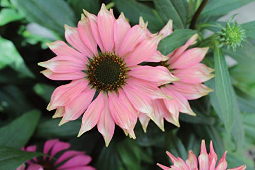 Burpee Echinacea 'Playful Meadow Mama' Coneflower One 4" pot