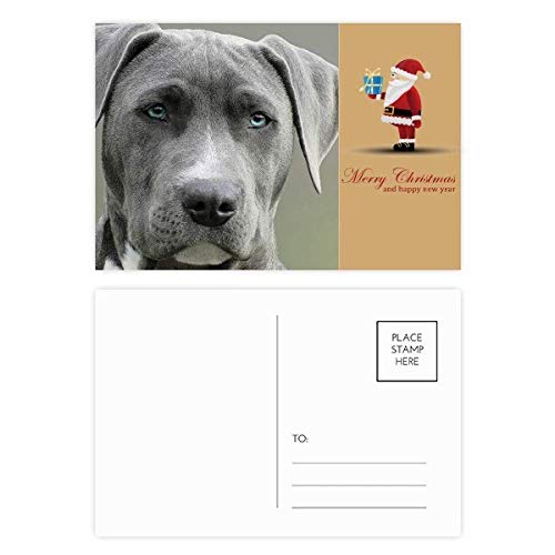Cartes postales Beau chien à envoyer pour vos vœux et correspondances