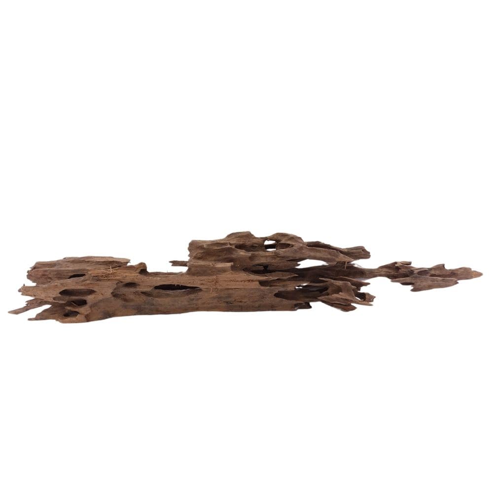 XL Honey Comb radice n. 1961 - Decorazione in legno per acquario, radice di mangrove, decorazione per paesaggio, muschio, naturale, vero legno