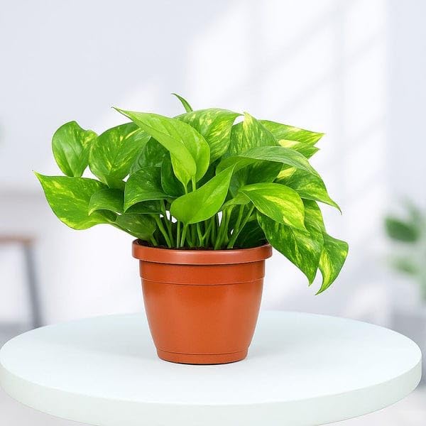 FNP Live Money Plant in Rajwada Designer Metal Pot, Multicolour, Small, Air Purification, Floral Paisley Style, Indoor aq1-image-36