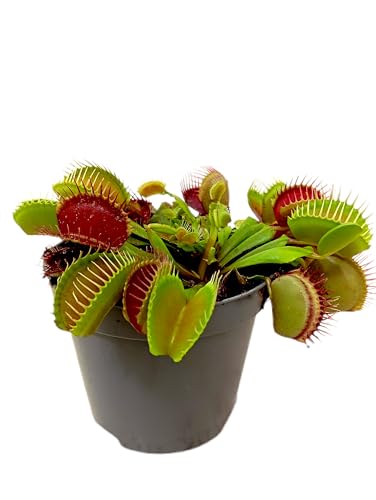 Garden Center Shop | Dionaea muscipula M8 | Planta Carnívora Venus Atrapamoscas | Maceta Compacta | Ideal Interiores y Exterior Protegido | INCLUYE GUÍA DE CUIDADOS