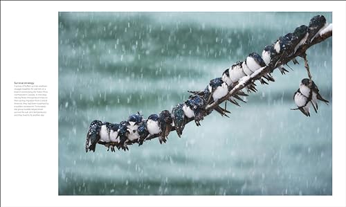 Image of The Bird Book: The Stories, Science, and History of Birds (DK Nature Books)