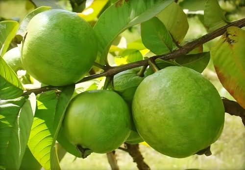 Image of Alltime Nagpur Seedless Sweet White Fleshed Guava plant,CF SG43