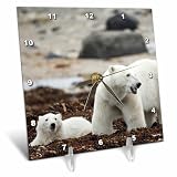 3dRose Canada, Manitoba, Polar Bear and cub Standing on Seaweed 6x6 Desk Clock