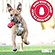 KONG – SafeStix – Robustes Apportierspielzeug aus Flexiblem, Sicherem Material – Für Kleine Hunde
