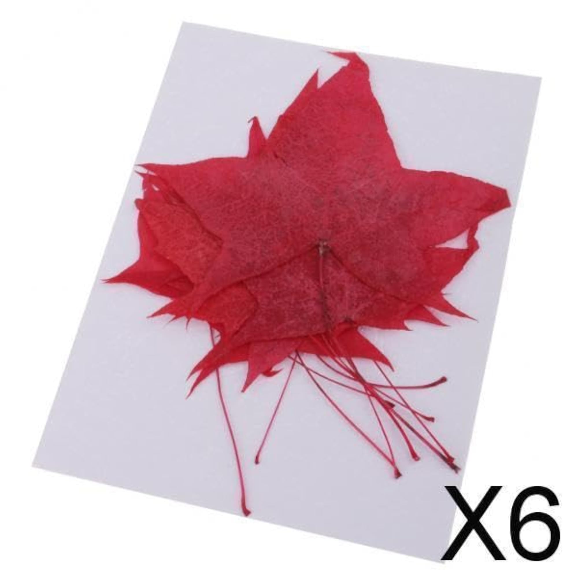 Pressed Flowers for DIY Scrapbooking Crafts