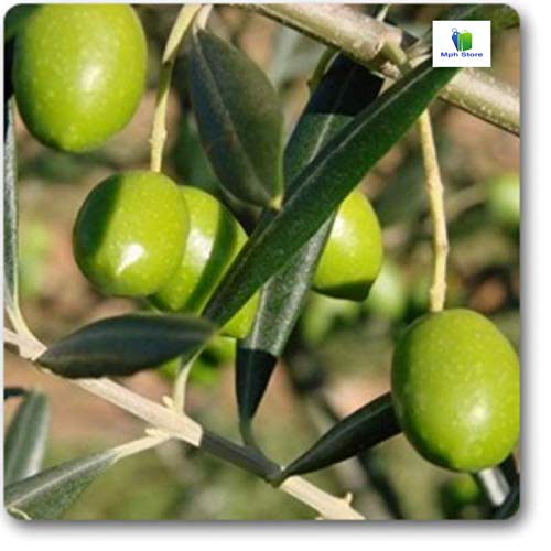 Mphmi Nurseryplant Olive, Jaitun - Plant : Amazon.in: Garden & Outdoors
