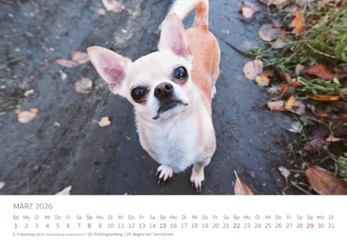 Edition Seidel Premium Kalender Chihuahua 2026 Format DIN A4 Wandkalender Hundekalender Hund Welpe Hunderasse Haustier