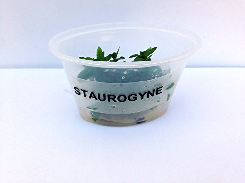 Staurogyne Repens Tissue Cultured - Foreground Aquarium Plant