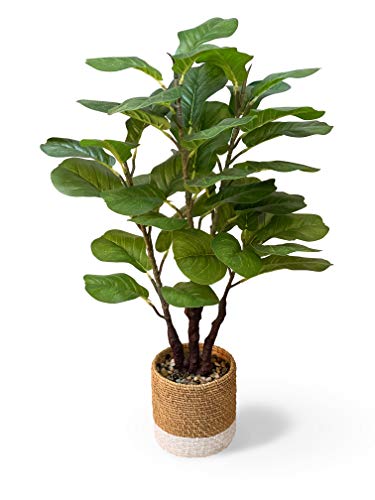 La Mejor Selección de Tiendas de plantas naturales favoritos de las personas. 20 GreenBoxx - Plantas artificiales de 35 pulgadas, diseño de hojas de violín artificiales, plantas falsas de ficus, color verde, 45 hojas, maceta de cemento grande para decoración...