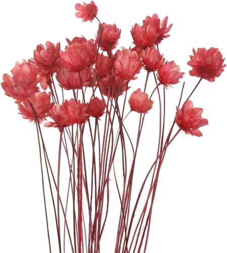 Ramo Natural de Flores Secas Margarita para Decoración miniatura 7