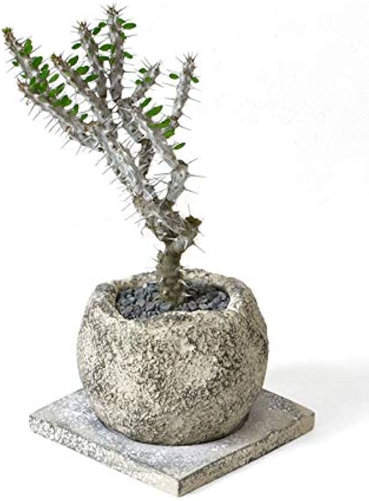 Amazon｜観葉植物 本物 アローディア プロセラ 亜竜木 ビザール