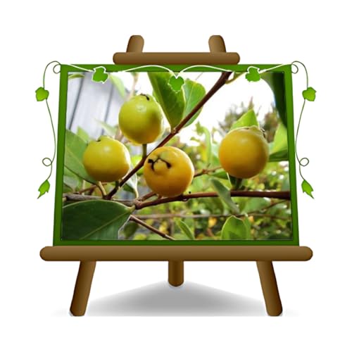 alberi di guava frutto guava giallo psidium - piante da frutto antiche su vaso 20 cm - altezza max 170 cm - età 2 anni coltivazione italia