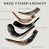 Original Kosher Full Polished Ram Shofar Horn From Israel - Easy Blowing Jewish Musical Instrument - Made in Israel by Spring Nahal (10 - 12)