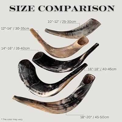 Original Kosher Full Polished Ram Shofar Horn From Israel - Easy Blowing Jewish Musical Instrument - Made in Israel by Spring Nahal (10 - 12)